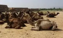 Camel Pushkar Rajasthan wallpaper