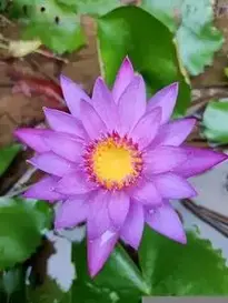 Sri Lanka Water Lily Flower Lilly phone wallpaper
