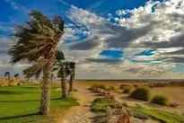 Palm Trees Wind Path Landscape wallpaper