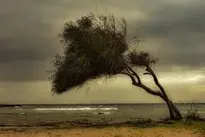 Tree Beach Sea Nature Wind wallpaper