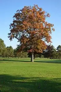 Tree Autumn Landscape Nature phone wallpaper