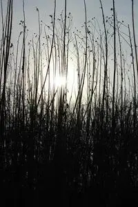 Contrast The Sun Black The Rays phone wallpaper