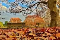 Defoliation Autumn Yellow Beautiful wallpaper