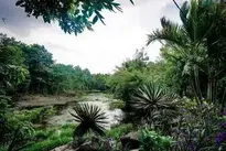 Forest Green Deep Nature Tree wallpaper