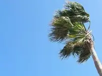 Palm Tree Wind Movement Darling wallpaper