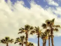 Palm Trees Wind Sky Clouds Scenery wallpaper