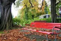 Old Trees Benches Square Fresh Air wallpaper