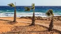 Palm Trees Wind Sea Waves Nature wallpaper
