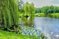 Pond Willow Weeping Willow wallpaper