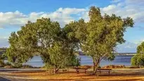 Trees Benches Landscape Scenery wallpaper