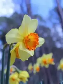 Daffodils Yellow Blooms Blossoms phone wallpaper