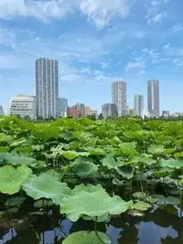 Apartments Aquatic Plants Blue Sky phone wallpaper