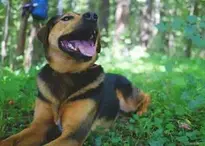 Dog Hybrid Mixed Breed Dog Animal wallpaper