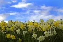 Sky Narcissus Pingstliljor wallpaper