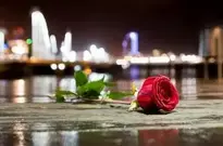 Flower Rose City Sea Rain wallpaper