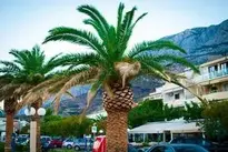 Palma Croatia Mountains Rest wallpaper