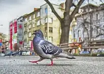 Pigeon Strut Park Park Benches wallpaper