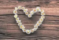 Flowers Daisy Heart Flower Heart wallpaper