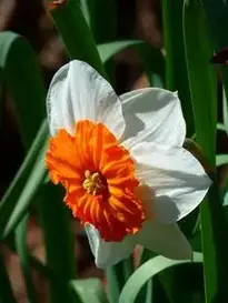 Garden Flower Daffodil Narcissus phone wallpaper