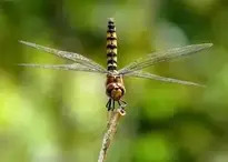 Greater Crimson Glider Dragonfly wallpaper