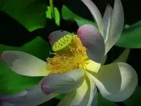 Lotus Flower Nature Aquatic Plant wallpaper