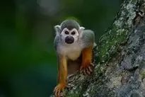 Monkey Animal Tree Mammal Primate wallpaper