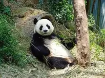 Panda Endangered Rare Protected wallpaper