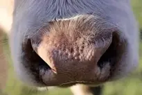 Bold Nose Cow Snout Cow Close Up wallpaper