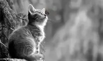 Cat Kitten Butterfly Cub Curious wallpaper