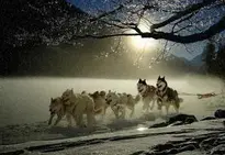 Dogs Huskies Animal Dog Racing wallpaper