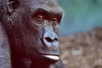 Monkey Animal Ape Primate Mammal wallpaper