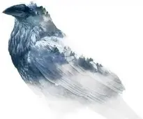 Raven Winter Nature Corbie Snow wallpaper