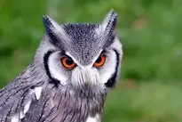 Southern White Faced Owl Birds Owl wallpaper
