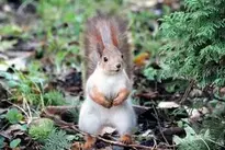 Squirrel Red Squirrel Rodent wallpaper