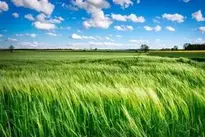Field Grass Rural Meadow Wind wallpaper