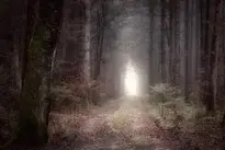 Forest Path Dark Mystical Fog wallpaper