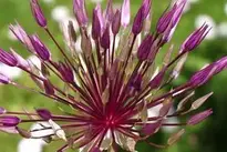 Allium Flower Plants Persian Onion wallpaper