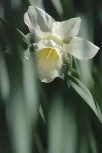 Daffodil Flower White Flower phone wallpaper
