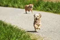 Dogs Running Outdoors wallpaper