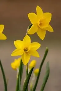 Flowers Daffodil Bloom Nature phone wallpaper
