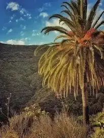 Tenerife Canary Islands Ocean phone wallpaper