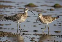 Curlew Bay Wallpaper