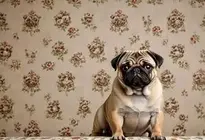 Pug Life Wallpaper