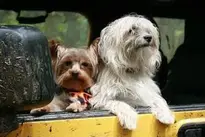 Dogs background wallpaper. Add your photos