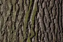 Bark texture overlay effect