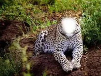 Insert Your Face In Leopard. Animal