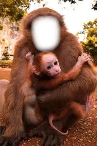 Insert Your Face In Monkey With Her Baby