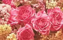 Roses, Noble Roses, Romantic Background
