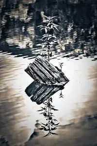 Lake Reflection Contrast Water phone wallpaper