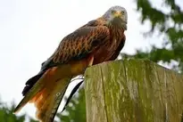 Red Kite Raptor wallpaper